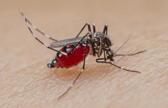 Thailand akan Luncurkan Uji Coba Vaksin Malaria mRNA, Pertama di Dunia